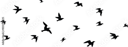 Flock of silhouette birds flying in a scattered pattern against a white background swarm