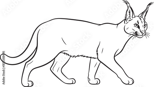 Majestic maine coon cat silhouette design