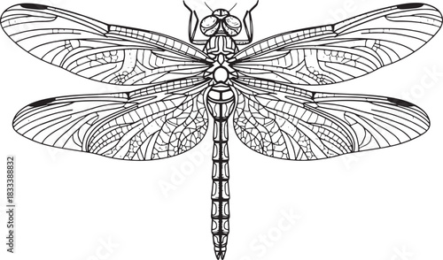 Elegant dragonfly silhouette vector design