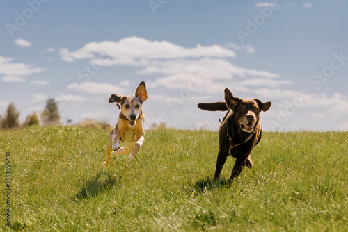 Two happy dogs are running across field against blue sky. spotted greyhound and Labrador retriever. pets enjoying themselves on walk. the dog jumps over green grass. walking, animal training.