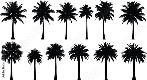Black Silhouette Vector Set of Exotic Palm Trees: Date, Coconut, and Fan Palm Varieties for Tropical Summer Beach Holiday Backgrounds