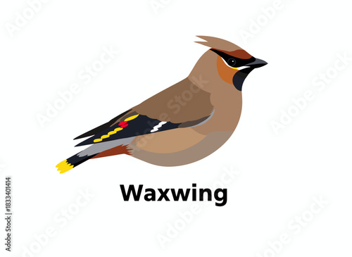 A modern, flat geometric vector illustration of a waxwing, isolated against a white background, showcases this gorgeous, adorable forest passerine and arboreal songbird