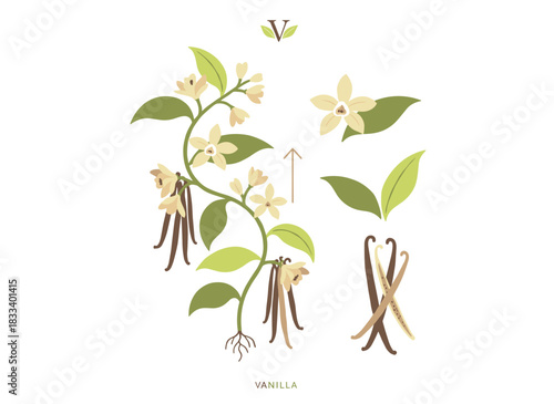 A set of botanical sketches depicting vanilla plants, including fruits or pods, blooming flowers, and leaves, each isolated against a white background, rendered as colorful hand‑drawn vector