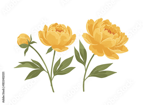 A realistic vector illustration of a cluster of stunning yellow tulips set against a white background, rendered as an elegant botanical drawing of a spring garden flowering plant, serving as a floral