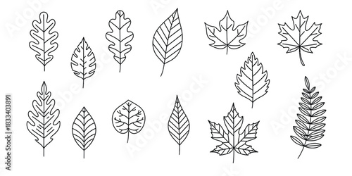 Hand drawn leaves collection botanical illustration for autumn and nature designs