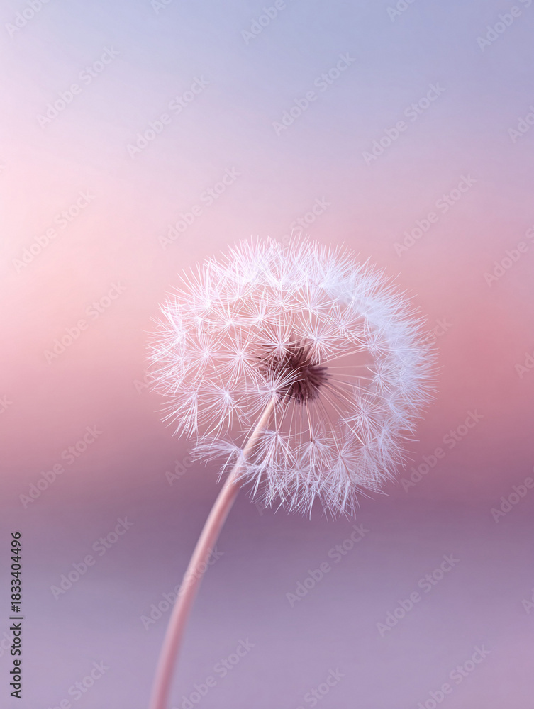 Fototapeta premium Delicate dandelion seed head against a pastel sky. Soft, airy, and peaceful, it evokes dreams, wishes, and springtime. Perfect for nature, beauty or wellness projects.