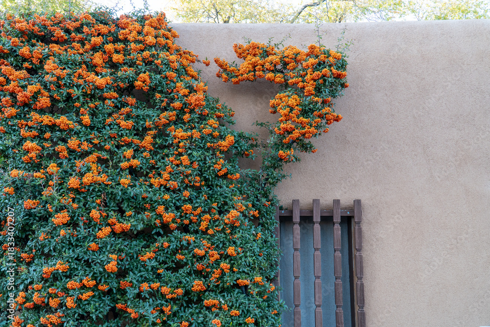 Naklejka premium Berries and vines growing on wall, Canyon Road Arts District, Santa Fe, New Mexico, USA