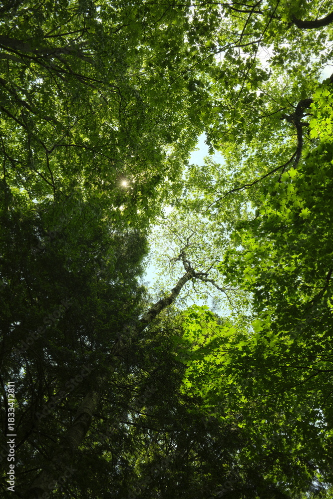 Fototapeta premium sun rays in the forest