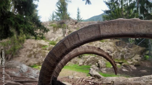 Portrait of one wild goat. Alpine ibex. Capra ibex with Large Curve Horns. One male bouquetin resting outdoors.