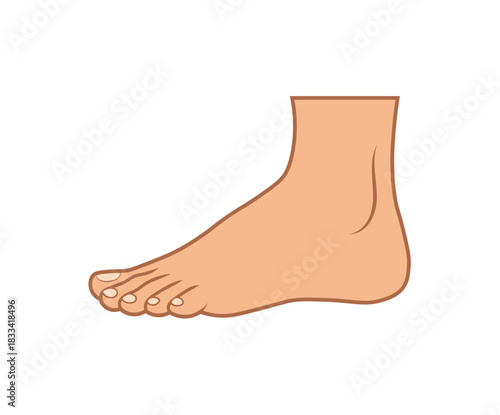 Foot anatomy human limb vector cartoon medical reference. Barefoot educational diagram foot element design