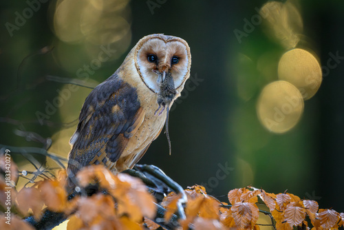 Barn owl and little mouse.