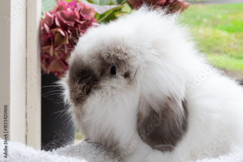 Rabbit and hydrangea