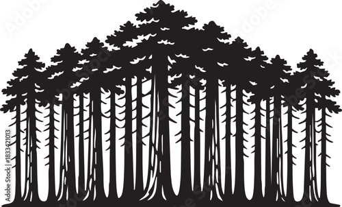 Massive Sequoia Redwood Forest Silhouettes with Thick Trunks and High Canopies Horizon