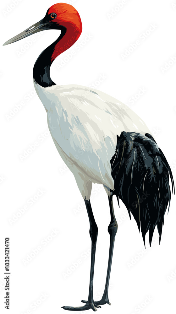 Fototapeta premium Vector illustration of a red-crowned crane bird isolated on a white background