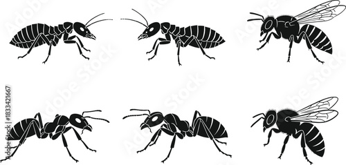 Insect Silhouette Vector Set, Termite Ant Bee Icons, Black Clipart, Pest Identification Graphic, Entomology Study Illustration