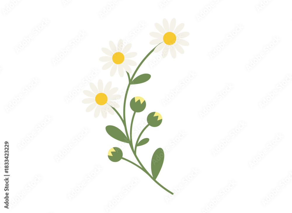 Fototapeta premium Cosmos flower with a floral branch, blooming in spring fields, a gentle, delicate, fragile wildflower, beautifully blossomed summer flora, depicted as a botanical flat graphic vector illustration on