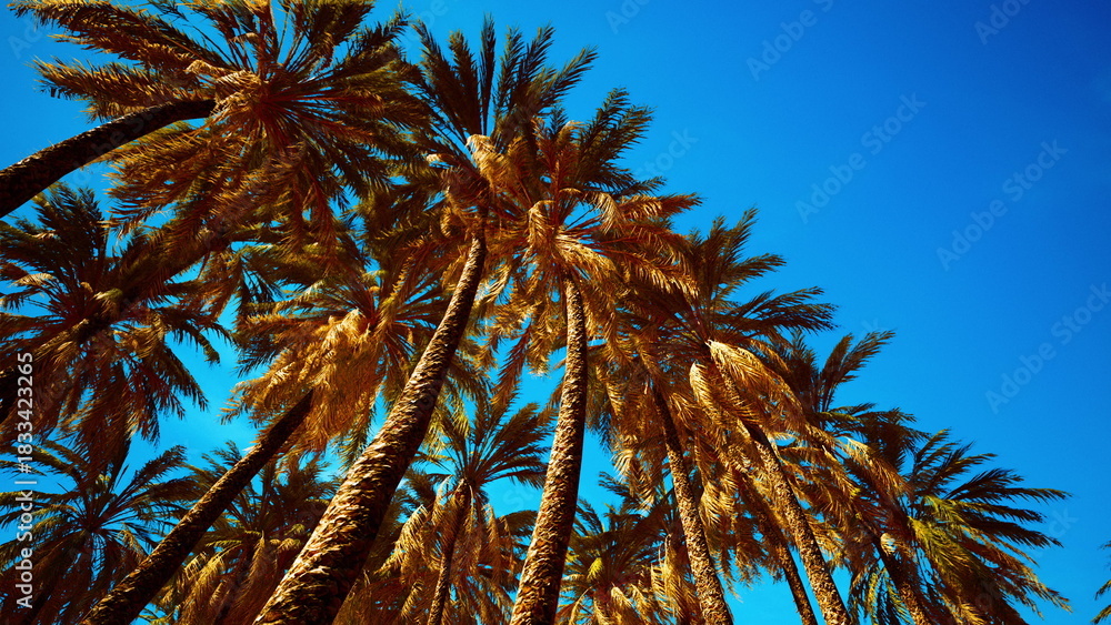 Fototapeta premium Golden palm fronds dance in the warm breeze, reaching skyward against a vivid blue background. Sunlight bathes the landscape, creating a tropical paradise atmosphere.