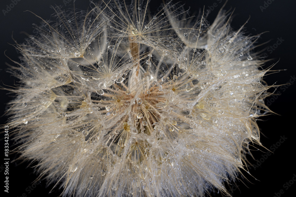 Obraz premium Close macro view of dandelion seed head with fresh water droplets showing delicate texture against dark contrasting background