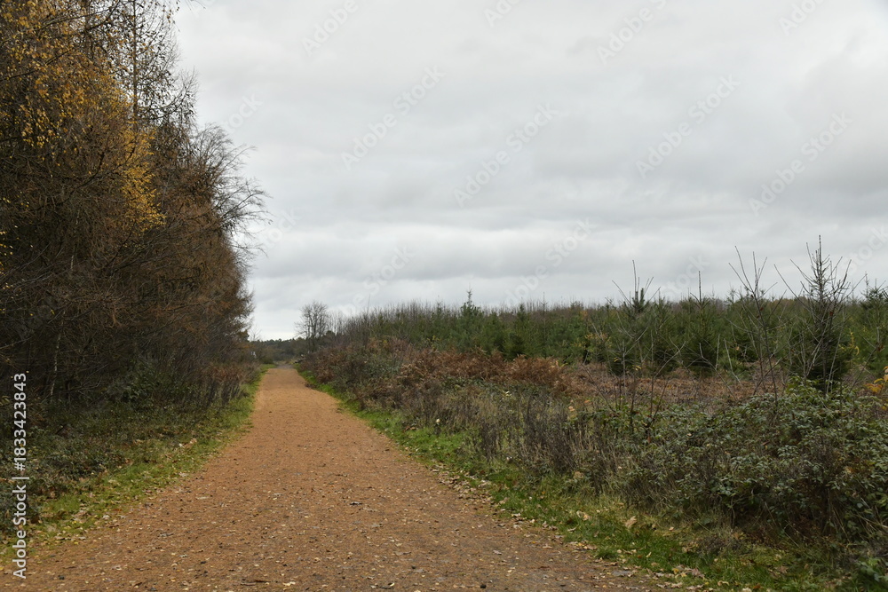 Naklejka premium Chemin en gravier aux bois de Villers-la-Ville (Nivelles)