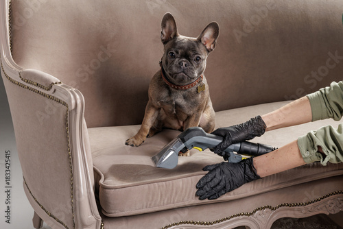 Canvastavla Dog on sofa while upholstery cleaner removes pet urine stain
