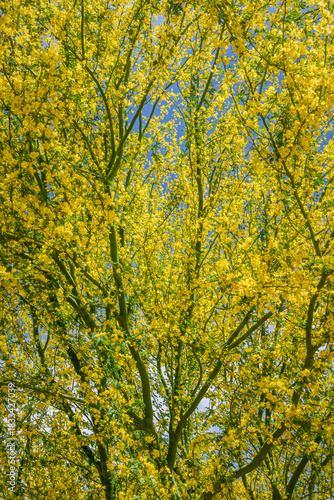 Bright foothill palo verde tree in full bloom in the desert spring near Phoenix Arizona