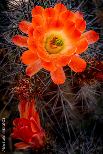 Bright orange hedgehog cactus bloom in the spring desert near Phoenix Arizona