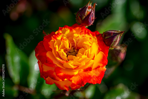 Bright dewey hybrid roses in as spring garden