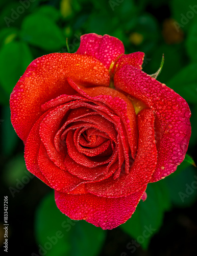 Bright dewey hybrid roses in as spring garden