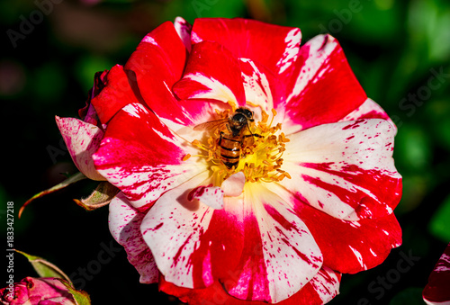 Beautiful dewey hybrid roses in a spring garden