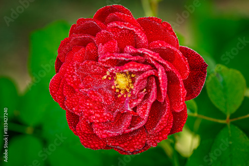 Bright dewey hybrid roses in as spring garden