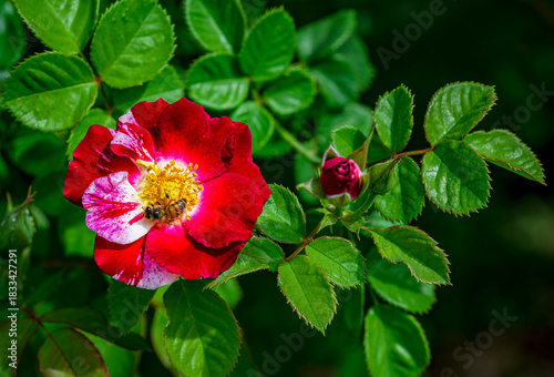 Beautiful dewey hybrid roses in a spring garden