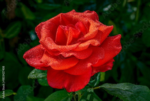 Bright dewey hybrid roses in as spring garden