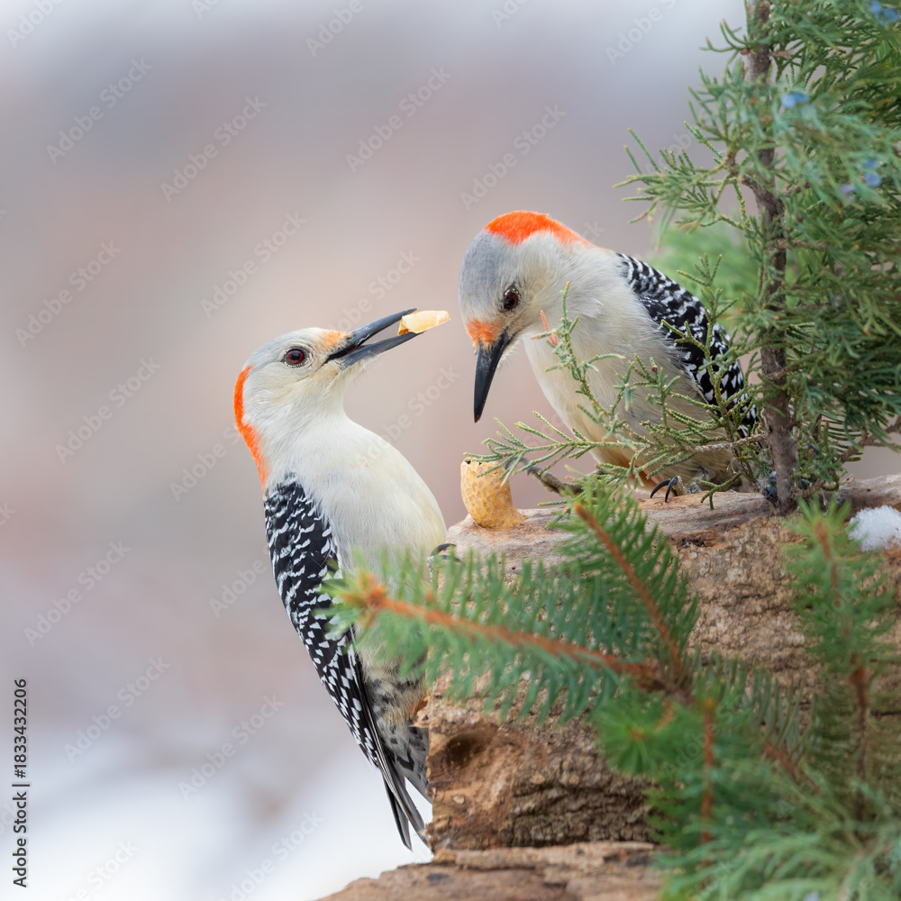 Fototapeta premium two woodpeckers with peanut on evergreen branch