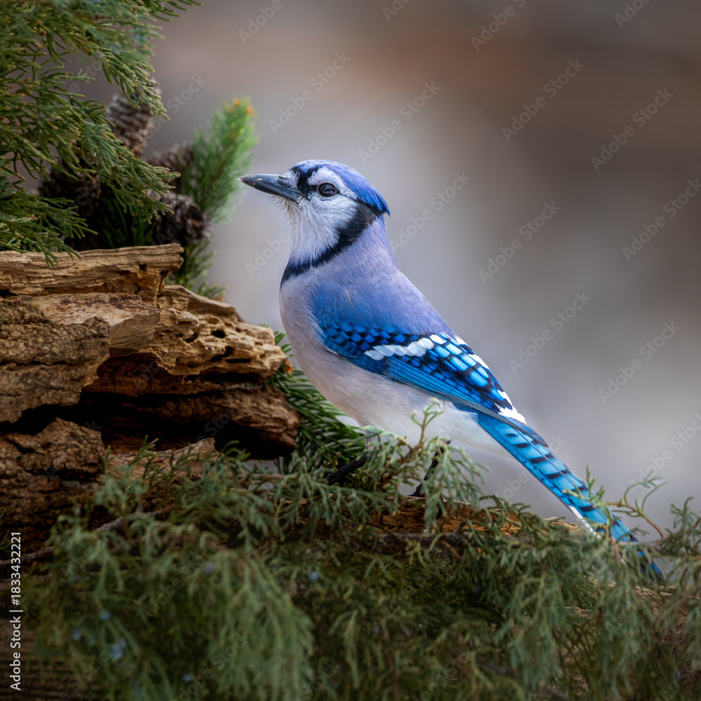 Fototapeta premium blue jay on a evergreen branch