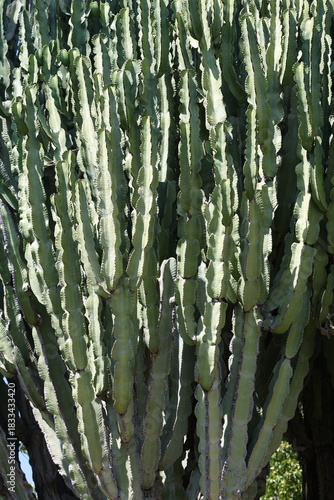 Large vertical green cactus photography.