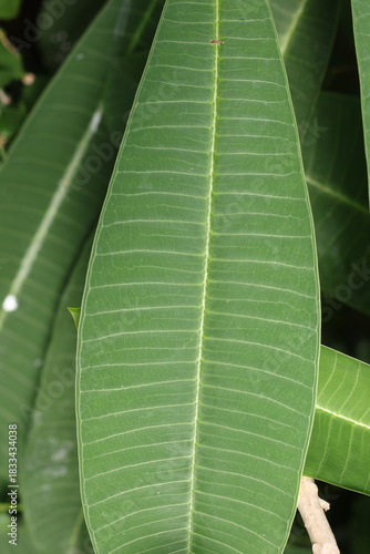 Beautiful large green leaf. Vertical photography of green plant.