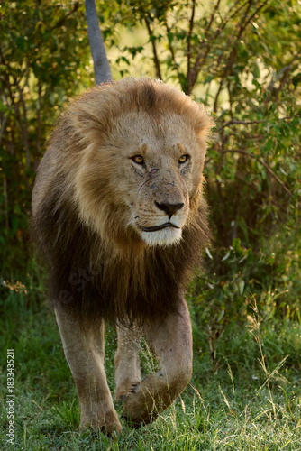 Male Lion Walking Through the Savannah at Sunrise