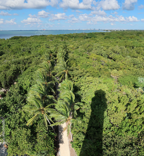 Shadow of Cape Florida Lighthouse on palm trees