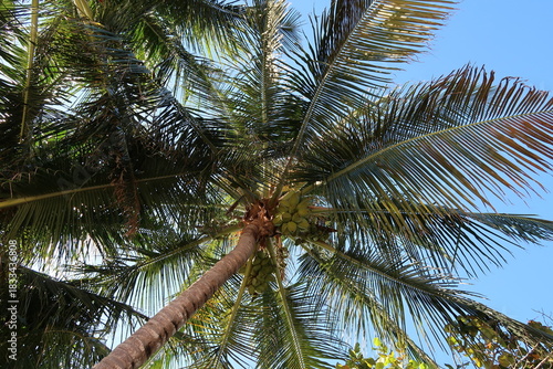 coconut palm tree against a blue sky in Florida