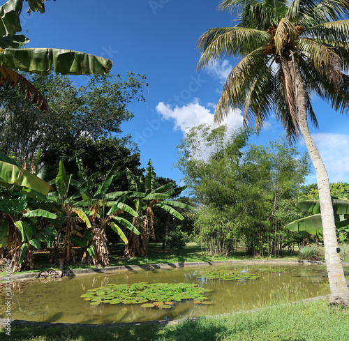 Palm and banana trees surround a pond in Florida