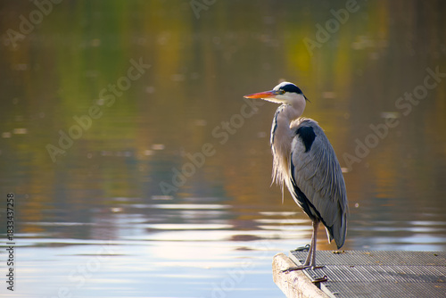 Grey heron standing on pier by reflective lake water in autumn light	