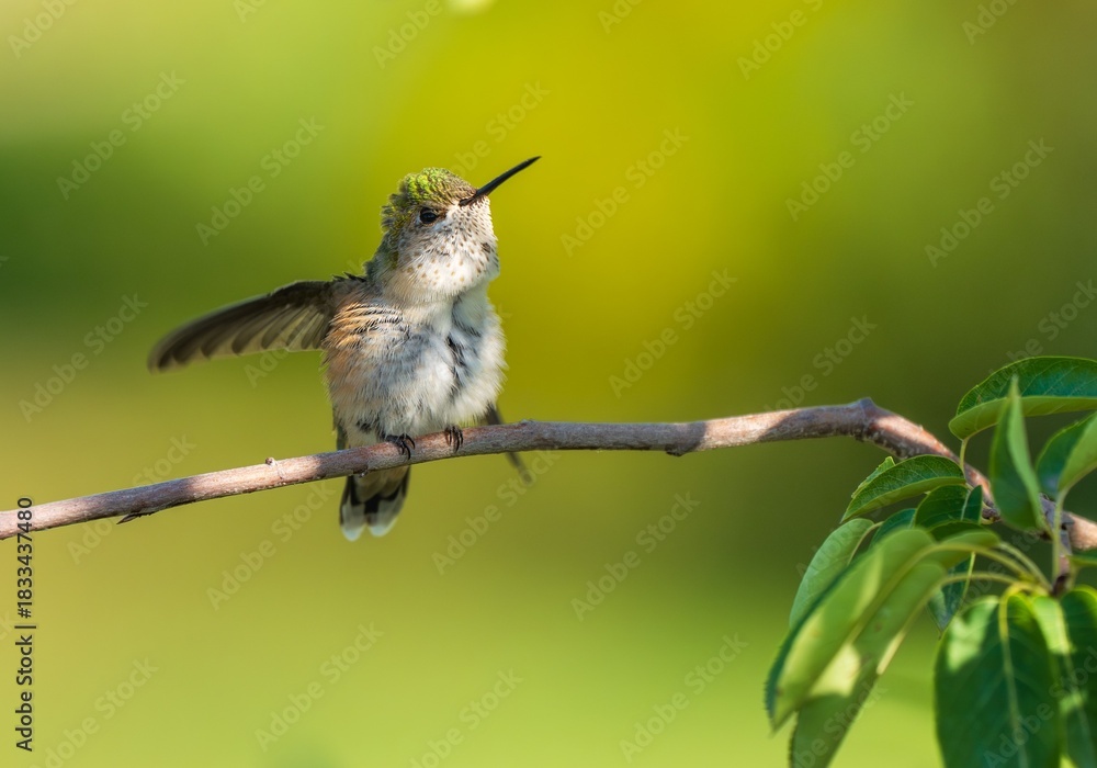 Fototapeta premium Close up of a cute hummingbird fluffed up and stretching its wings.