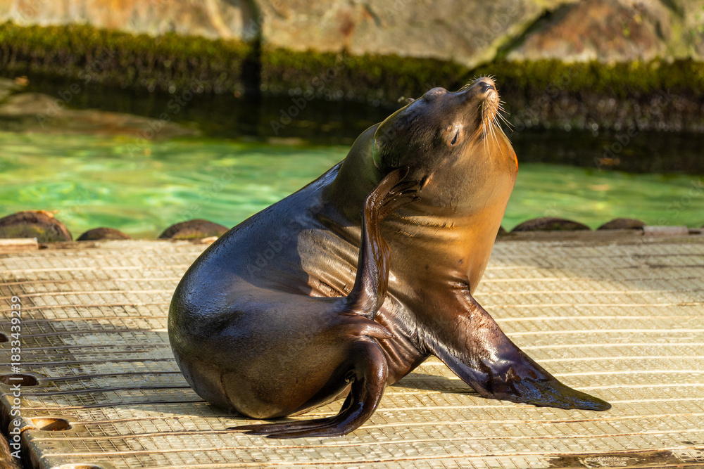 Fototapeta premium pair of California sea lions bask in sun. Zalophus californianus.