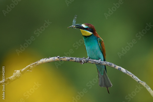 European Bee-Eater With Dragonfly on Branch