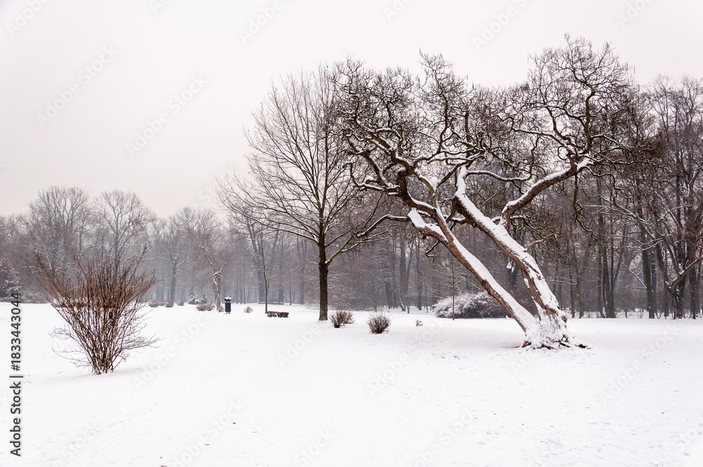 Obraz premium Snow Covered Park Landscape With Bare Trees And Calm Winter Atmosphere. Overcast Uniform Gray Sky