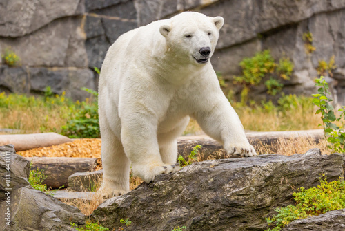 Polar bear walking on rocky terrain habitat in the background