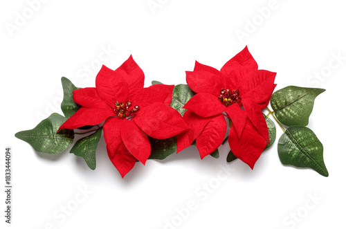 Two red poinsettia flowers ...
