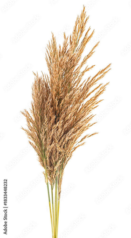 Naklejka premium Bouquet of common reed isolated on a white background. Cane, reed seeds, reed spikelets.