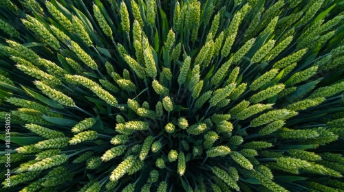 Close up of green wheat field monitored by drone in soft morning light for precision agriculture