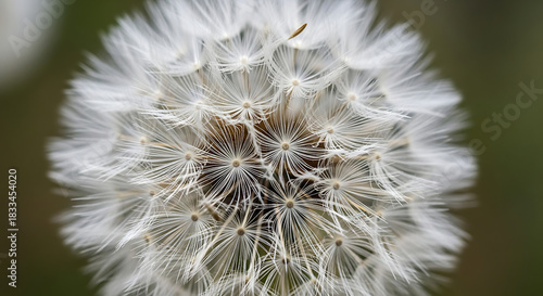 Extreme close-up macro shot of a dandelion seed head with delicate white filaments against a blurred background